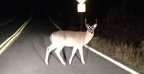 Deer2.jpg Deer2.jpg